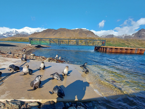 Seals at King Edward Point